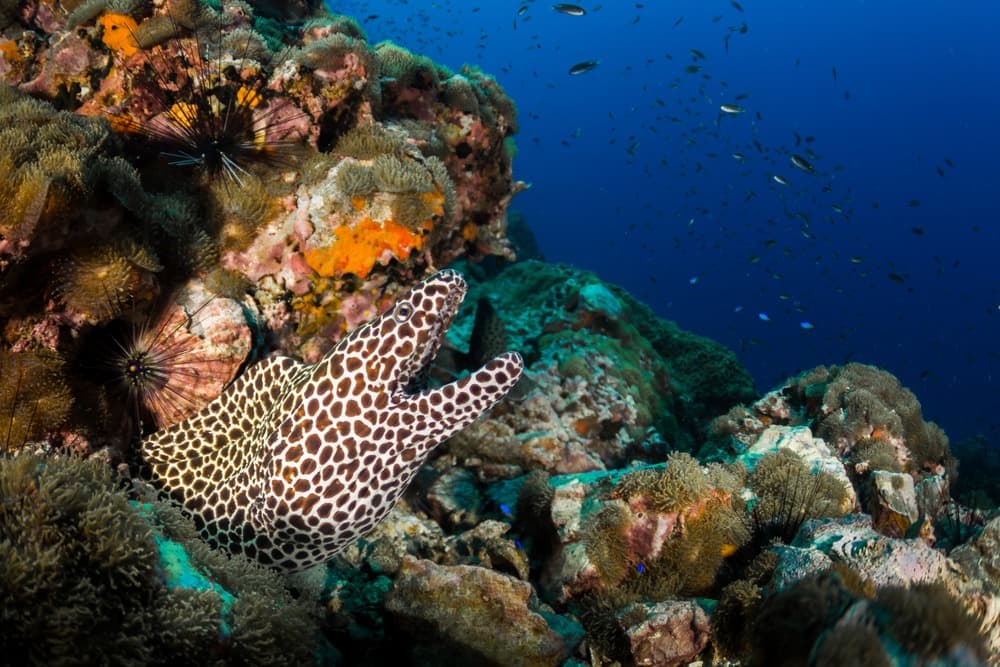 Où plonger depuis Koh Samui