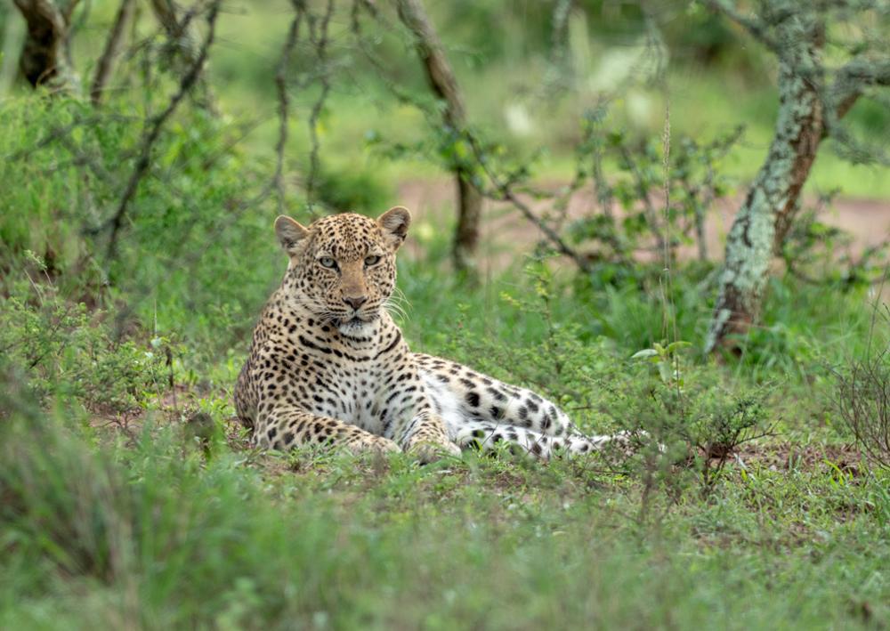 Safari au Rwanda : où voir le Big Five ?