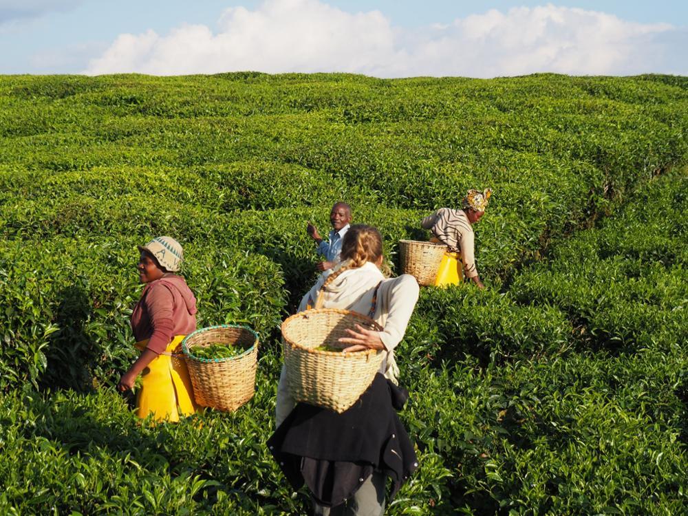 Voyage au Rwanda avec Nomadays : l’expérience inoubliable de Simon entre gorilles et safaris