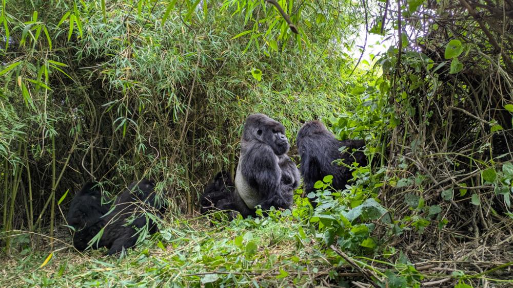 Voir les gorilles au Rwanda : mon rêve d’enfance devenu réalité