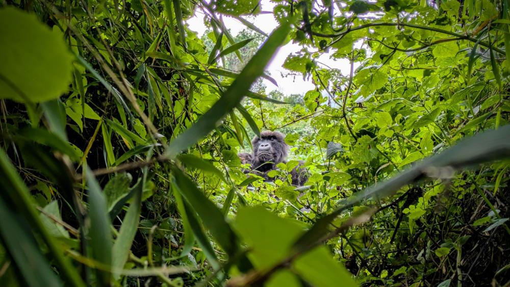Voir les gorilles au Rwanda : mon rêve d’enfance devenu réalité