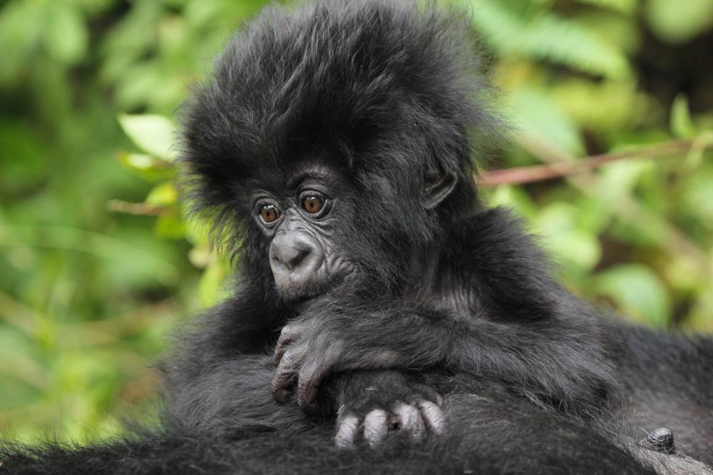 Gorilles du Rwanda : où, quand et comment les voir ?