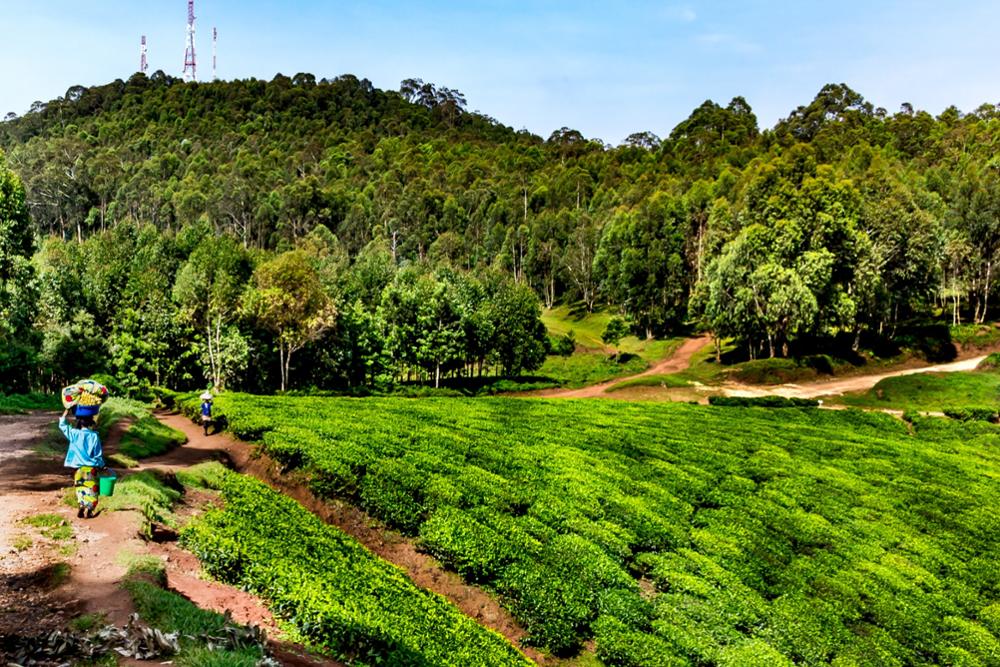 Pourquoi partir au Rwanda, nos 10 raisons