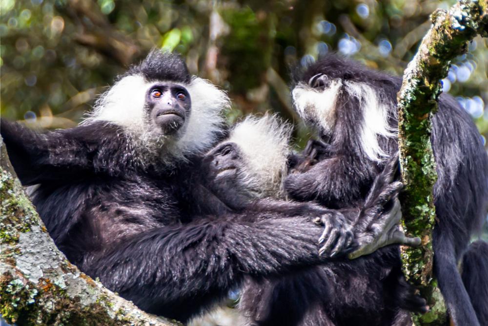 Safari au Rwanda : où voir le Big Five ?