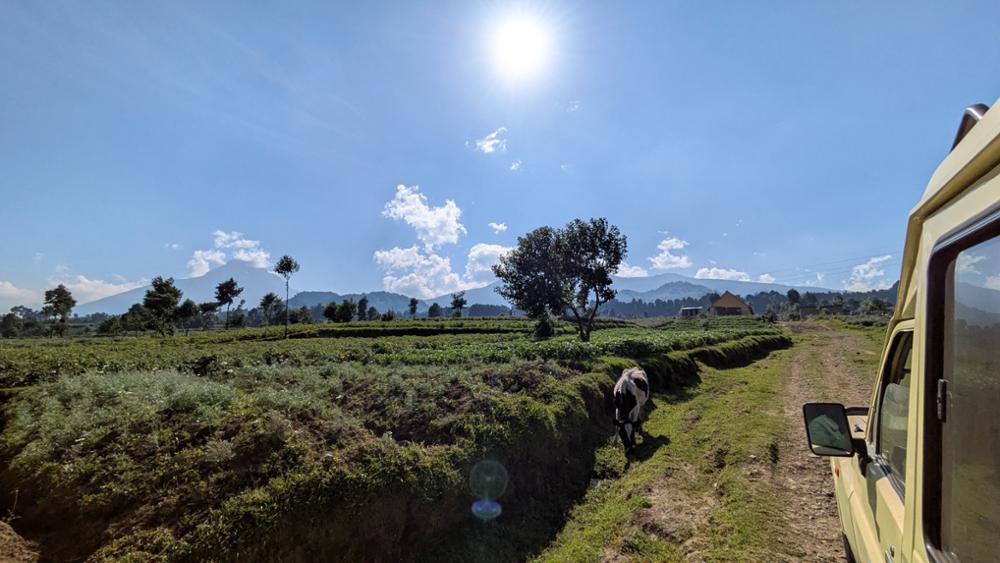 Voir les gorilles au Rwanda : mon rêve d’enfance devenu réalité