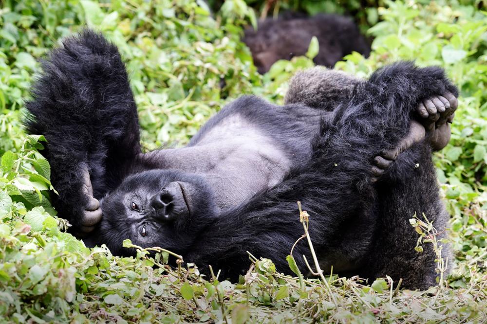Safari au Rwanda : où voir le Big Five ?
