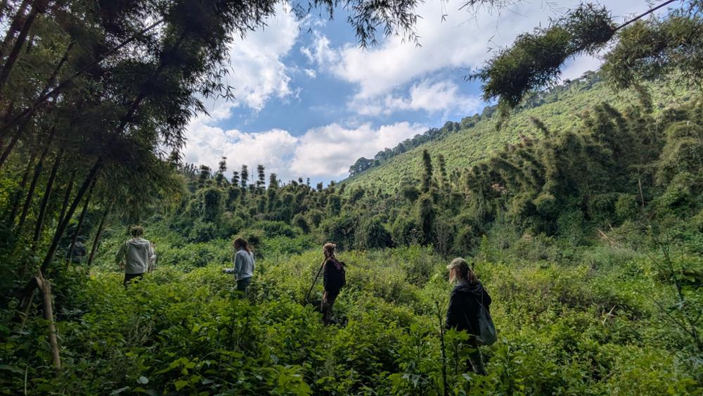 Voir les gorilles au Rwanda : mon rêve d’enfance devenu réalité