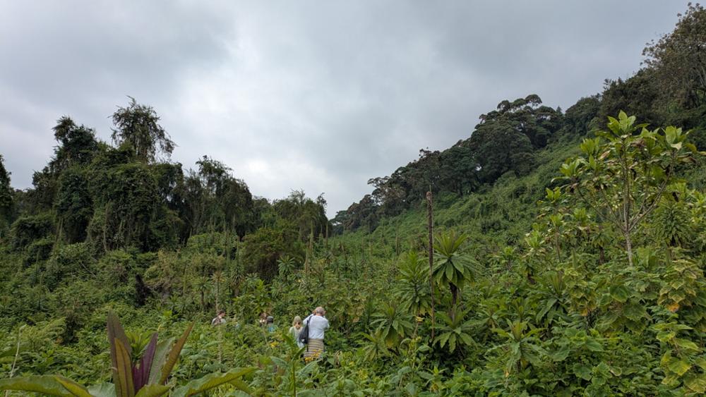 Voyage au Rwanda avec Nomadays : l’expérience inoubliable de Simon entre gorilles et safaris