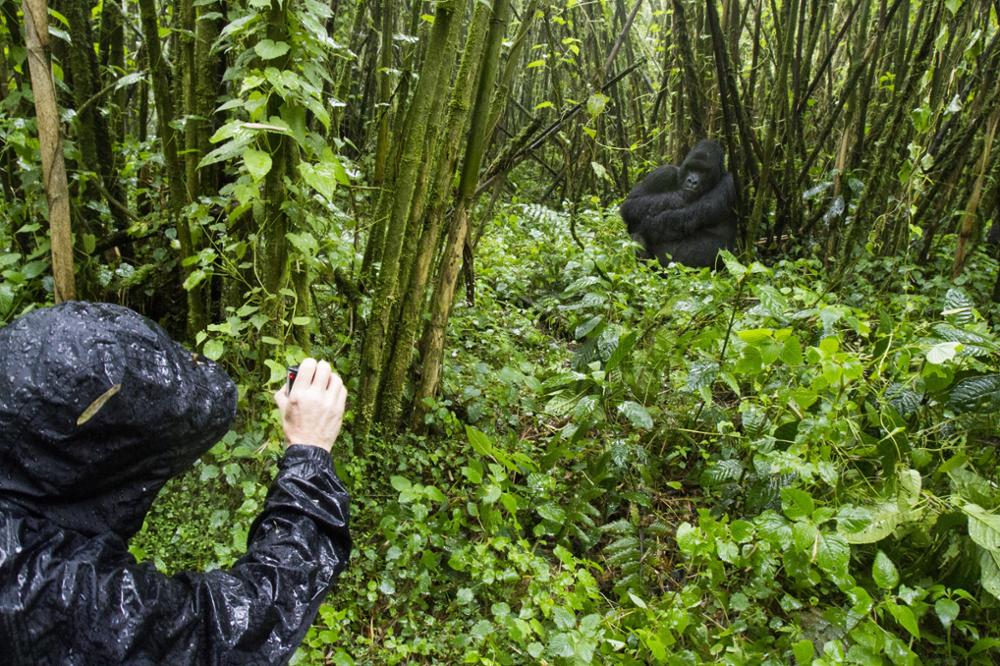 Gorilles du Rwanda : où, quand et comment les voir ?