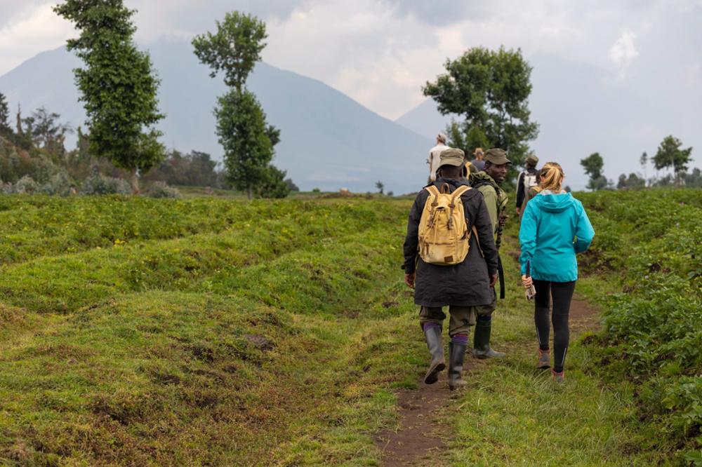 Gorilles du Rwanda : où, quand et comment les voir ?